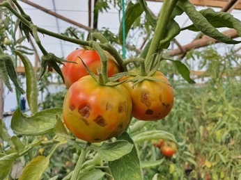 Pest and Disease Identification – Vegan Botany
